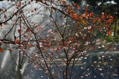 １０月さくら開花と桜葉の紅葉