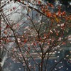 １０月さくら開花と桜葉の紅葉