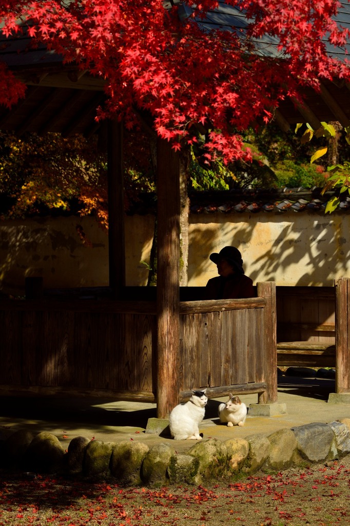 のら猫と令夫人と紅葉