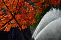 大噴水と紅葉
