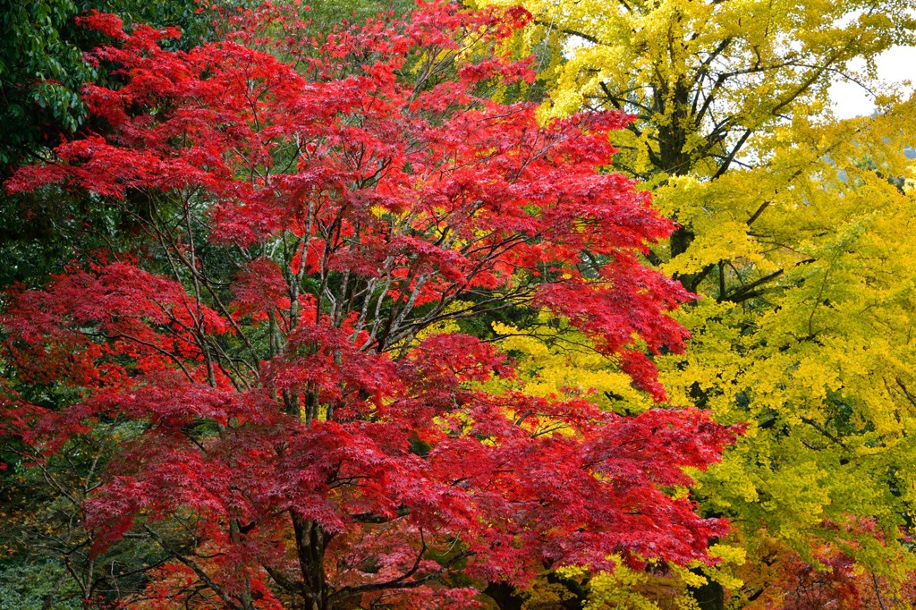 紅葉黄葉