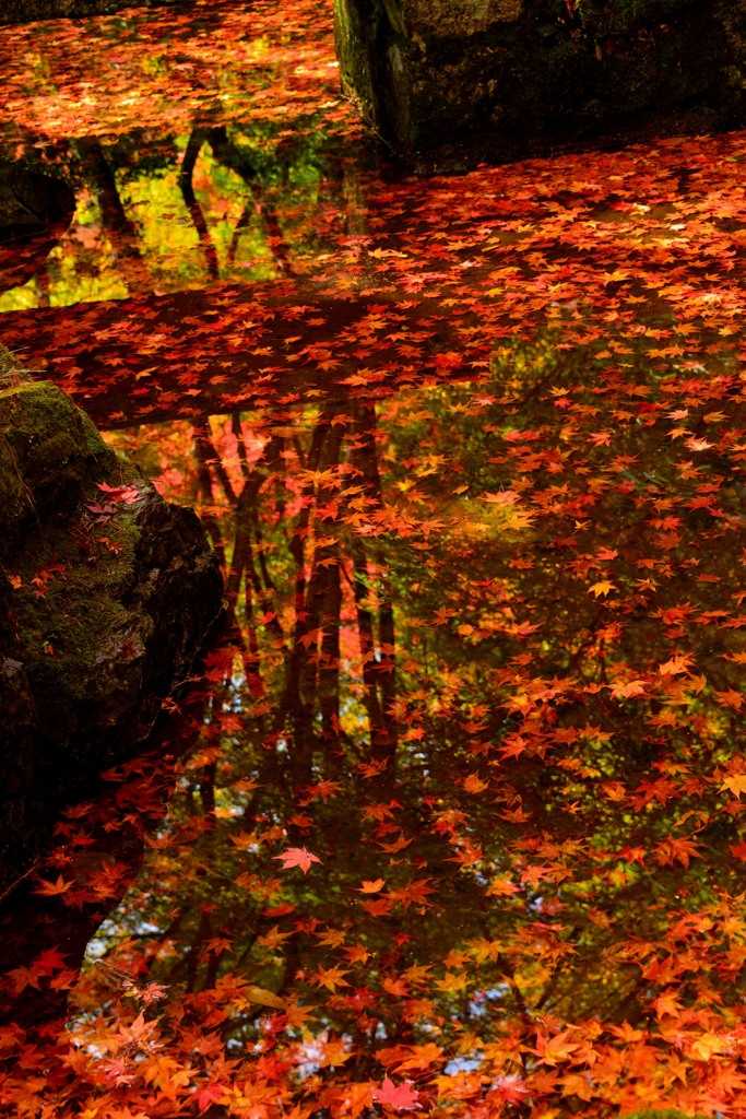 紅葉落ち葉が泳ぐ？