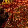 紅葉落ち葉が泳ぐ？
