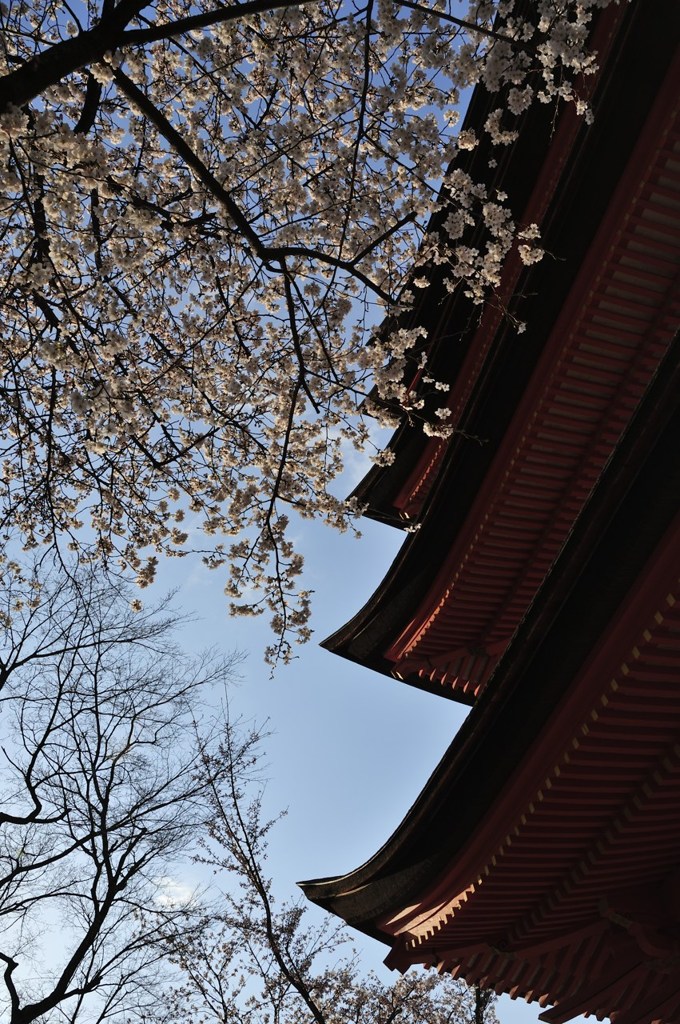 朝陽の桜