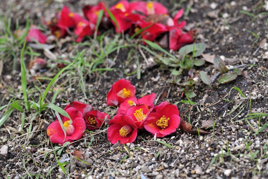 落花競瀾