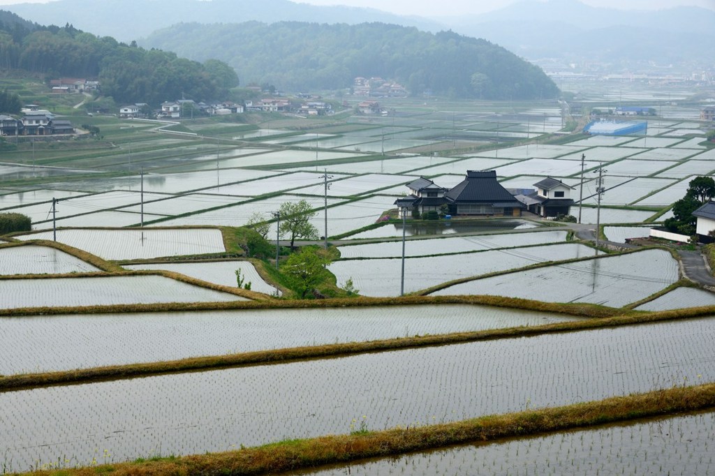 魅力の水田風景