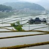 魅力の水田風景