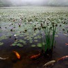 雨霧の池