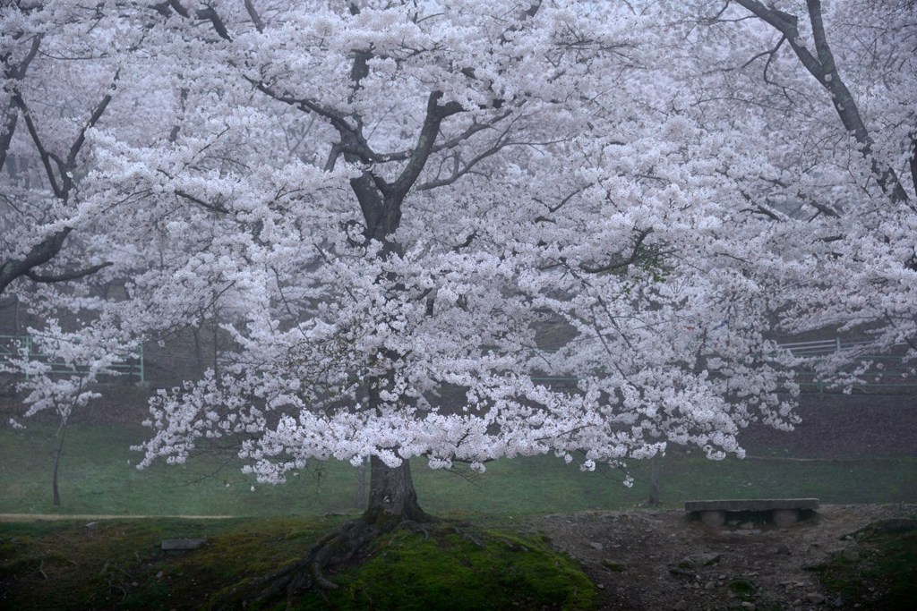 桜花静寂