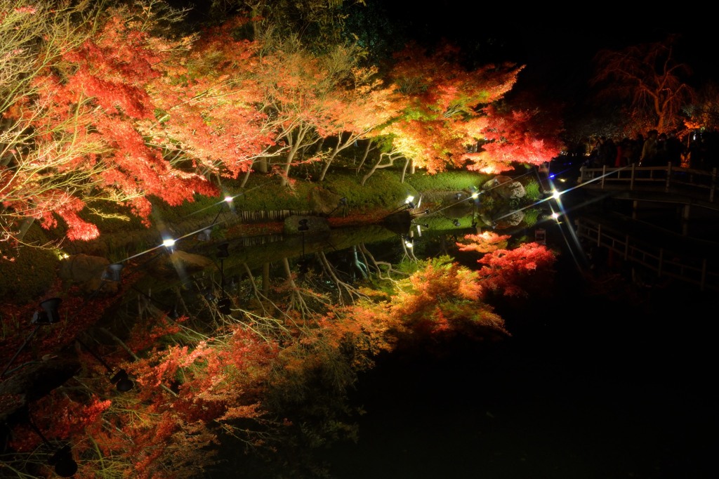 ライトアップ紅葉
