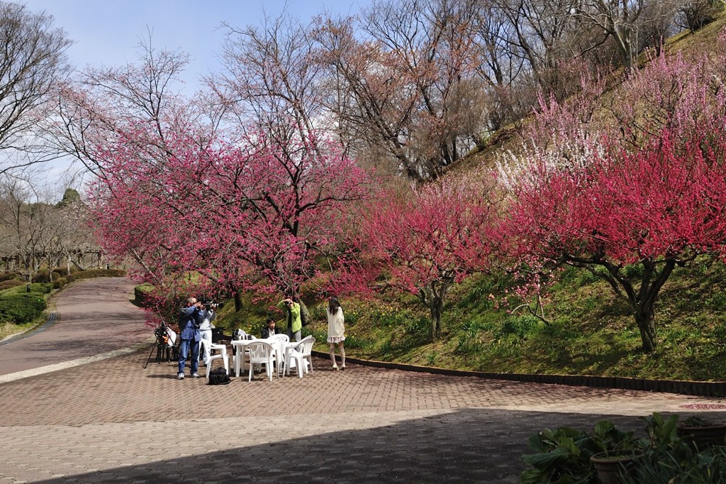 寒緋桜撮りに …