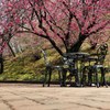寒緋桜