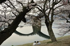 錦帯橋桜