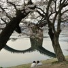 錦帯橋桜