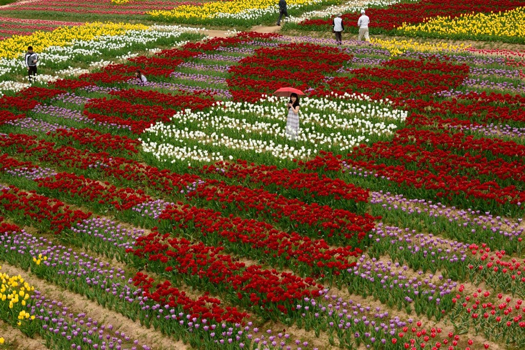 花芯