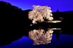 与一野桜（夜の顔）