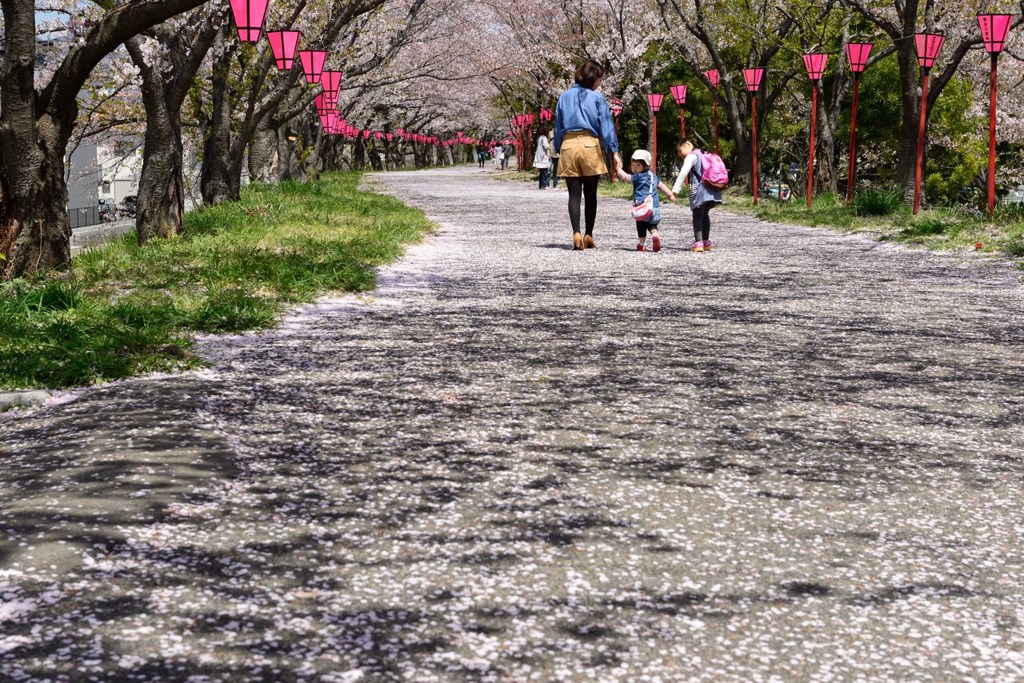 桜花惜しむ