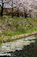 桜しべ流跡