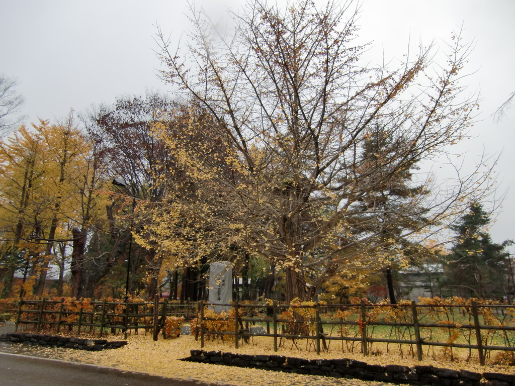 平福記念美術館、雨だから