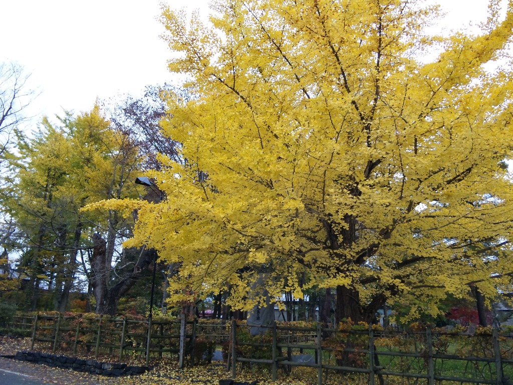 平福記念美術館前