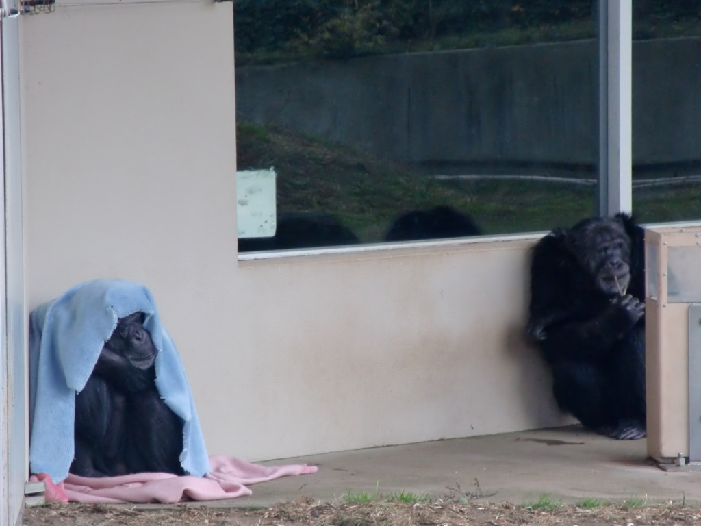 まんず、さみごどー
