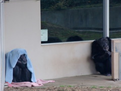 まんず、さみごどー