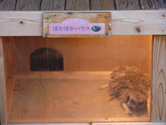 出ーたーくーなーいー