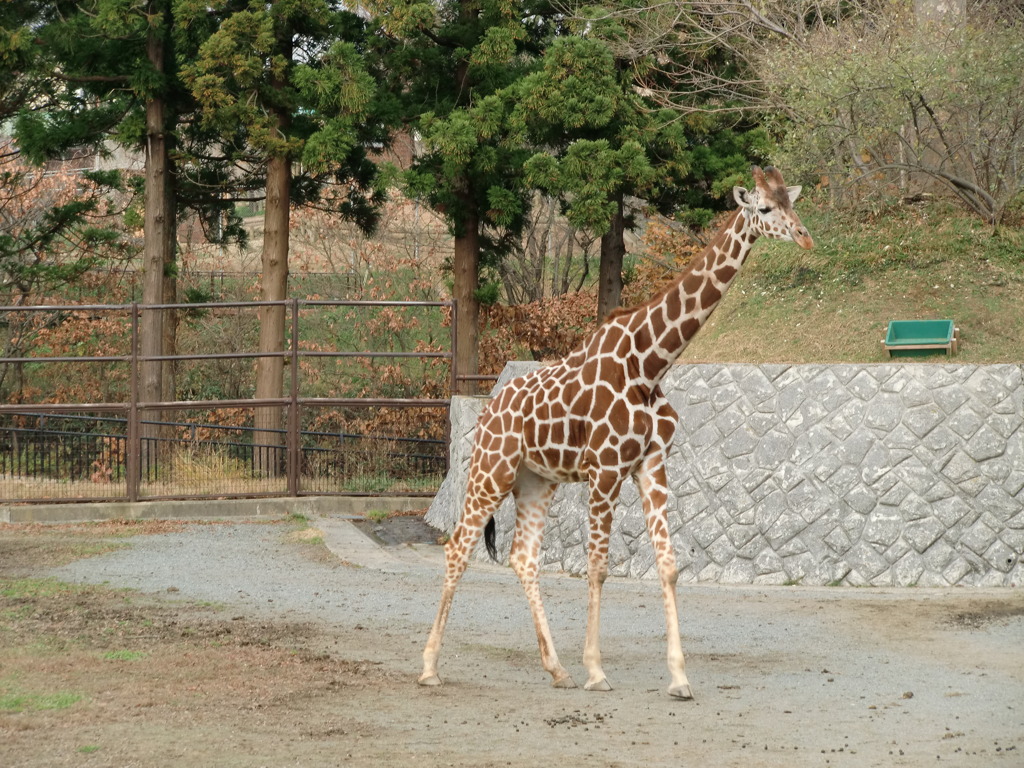 きりんさん