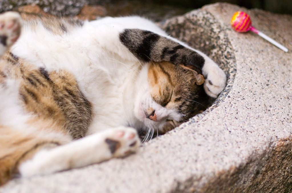 猫街江ノ島