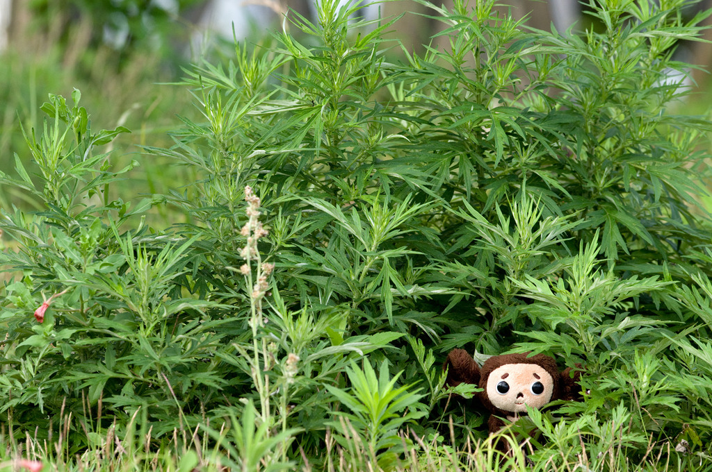 Cheburashka