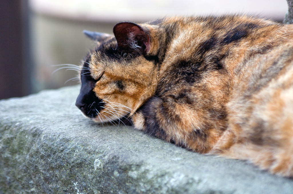 猫街江ノ島