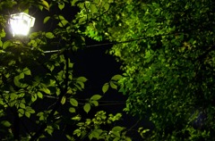 Green destiny