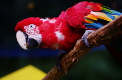 ベニコンゴウインコ