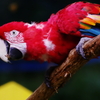 ベニコンゴウインコ