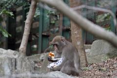 パンとお猿