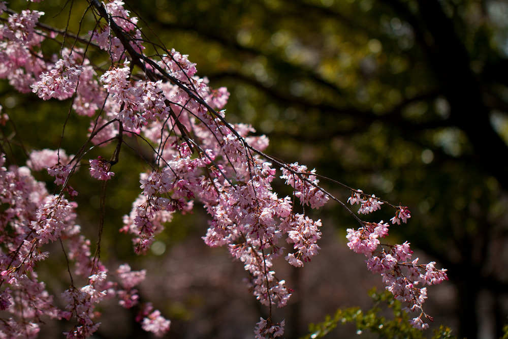何桜？？