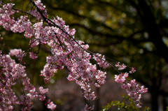 何桜？？