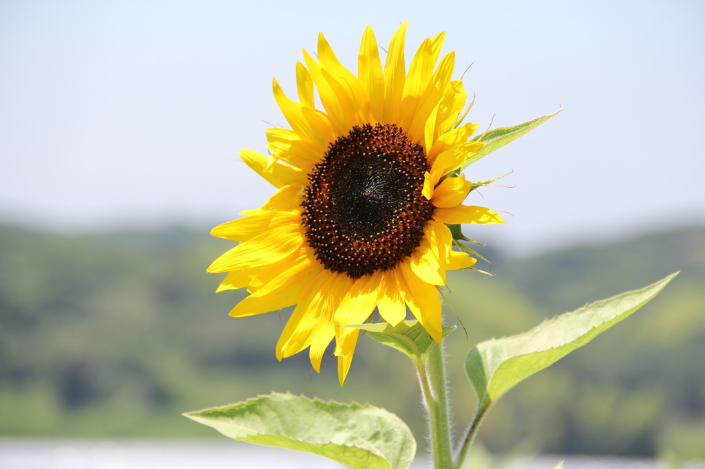 夏日