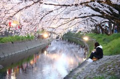 五条川夜桜