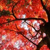 見上げる紅葉