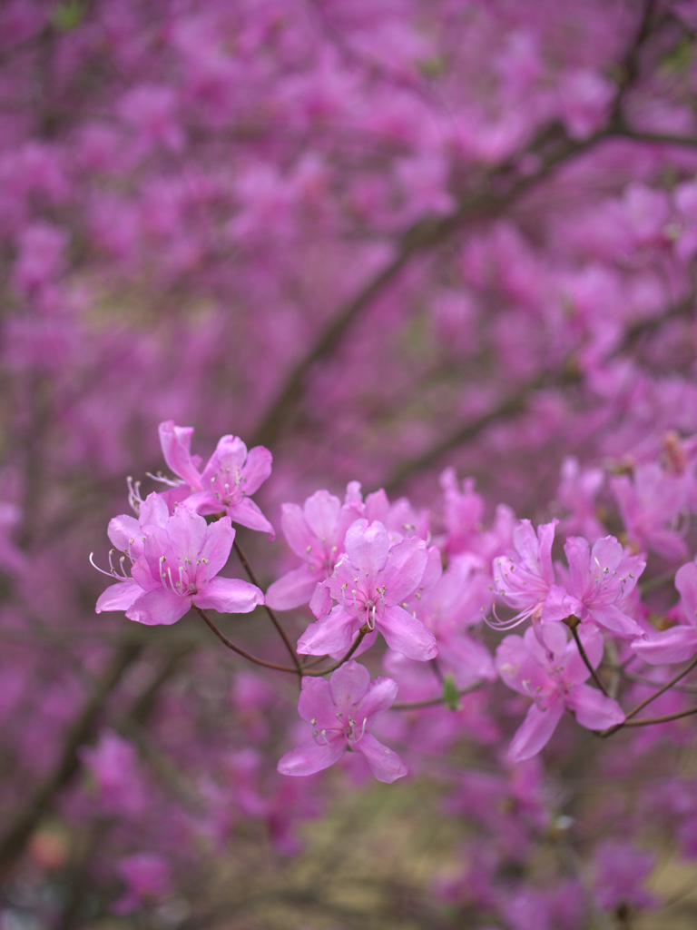 京都－仁和寺－やまつづじ