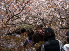 京都－仁和寺