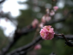 金沢－兼六園