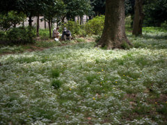 小石川植物園