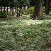 小石川植物園