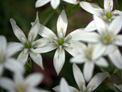 小石川植物園