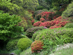 小石川植物園