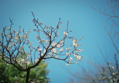 Blooming lovely 3
