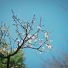 Blooming lovely 3