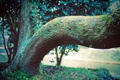 Tree of Life